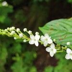 Gonzalagunia panamensis Flower