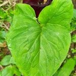 Typhonium roxburghii Leaf