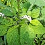 Heliotropium indicum Blad