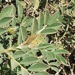 Indigofera schimperi Leaf