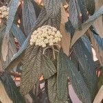 Viburnum rhytidophyllum 葉