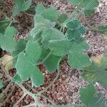 Pelargonium tomentosum Hoja