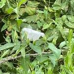 Calystegia silvatica Kabuk