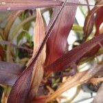 Pennisetum glaucum Folha