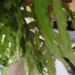 Phlebodium decumanum Leaf