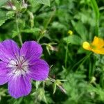 Geranium sylvaticumফুল