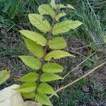 Ailanthus altissimaFolla