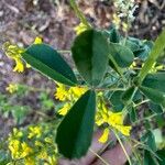 Melilotus indicus Leaf