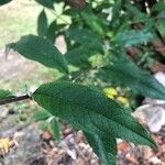 Buddleja japonica Лист