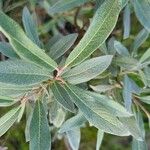 Salix lapponum Yaprak