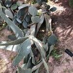 Opuntia engelmannii موطن