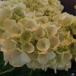 Hydrangea arborescensFlower