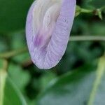 Centrosema virginianum 花
