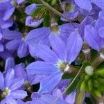 Scaevola aemula Flower