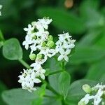 Galium rubioides Кветка