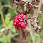 Rubus elegantispinosus Hedelmä