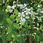 Rubus canescens 花