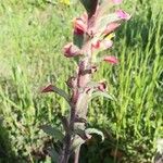 Castilleja indivisa Bark