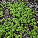 Valantia muralis Habit