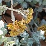 Helichrysum argyrophyllum