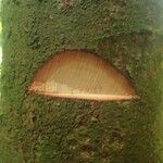 Tetraberlinia bifoliolata Rinde