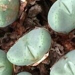 Conophytum bilobum 葉