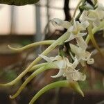 Cyrtorchis monteiroae Flor