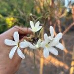 Plumeria filifolia Kvet