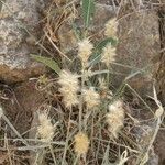 Melica persica Fruto