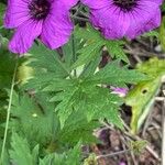 Geranium psilostemon Deilen