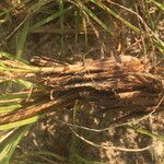 Cyperus vestitus Кора
