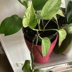 Epipremnum aureum Hoja