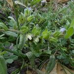 Echium calycinum Kvet