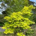 Acer shirasawanum Hábitos