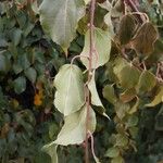 Actinidia arguta Fuelha