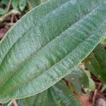 Miconia albicans Fuelha