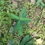 Alternanthera philoxeroides Leaf