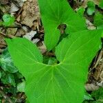 Adenocaulon bicolor Feuille