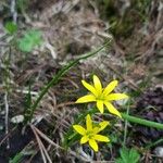 Gagea fragifera 花