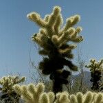 Cylindropuntia bigelovii Habit