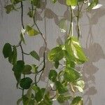 Epipremnum aureum Hoja