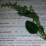 Chenopodium vulvaria Flower