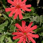 Silene laciniata ᱵᱟᱦᱟ