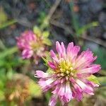 Trifolium lappaceum Virág