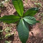 Garcinia mangostana Blad