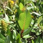 Salix hastata Folha