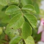 Rosa spp. Leaf
