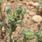 Filago pyramidata Tabia
