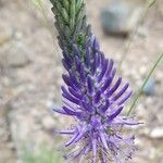 Phyteuma betonicifolium Flor