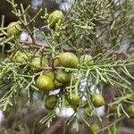 Juniperus phoenicea Foglia